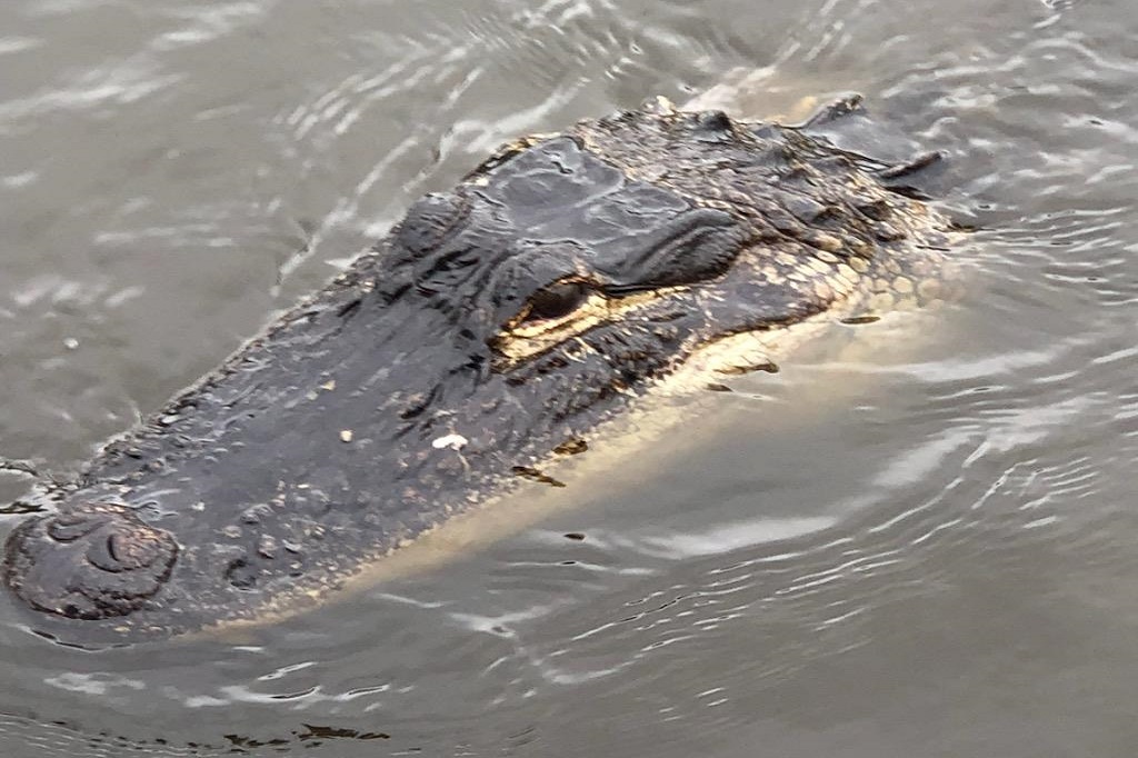 Picture of Alligator lurking in the water