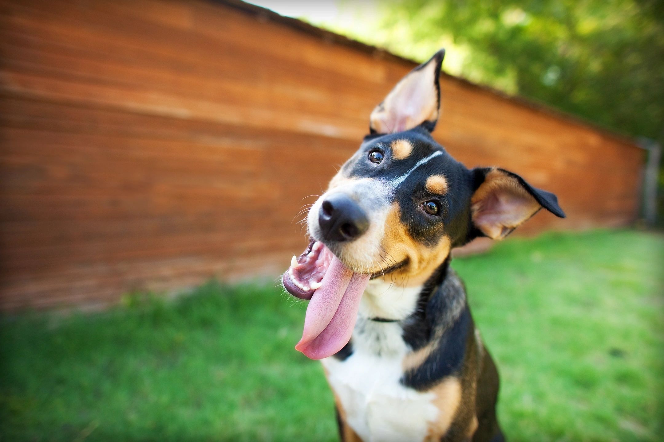 Picture of pet Dog with tongue out looking at camera